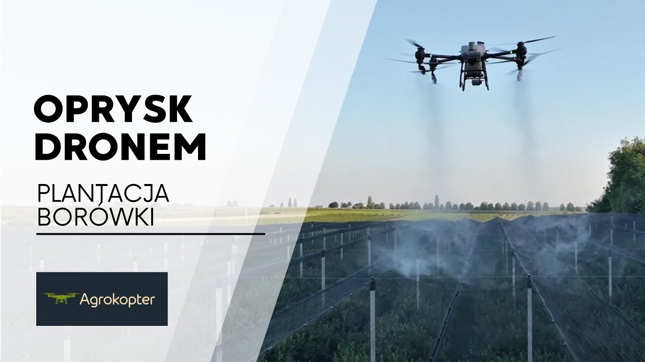 Zobacz, jak dron uratował plantację borówki! Wszystko o dronach w sadownictwie!