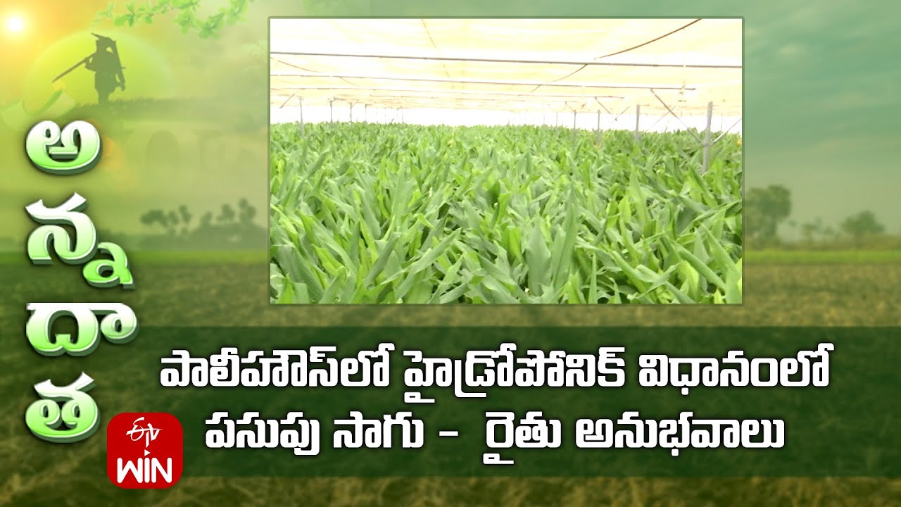 Scope for Bumper yields in turmeric through hydroponic farming - Farmer experience @mulugu