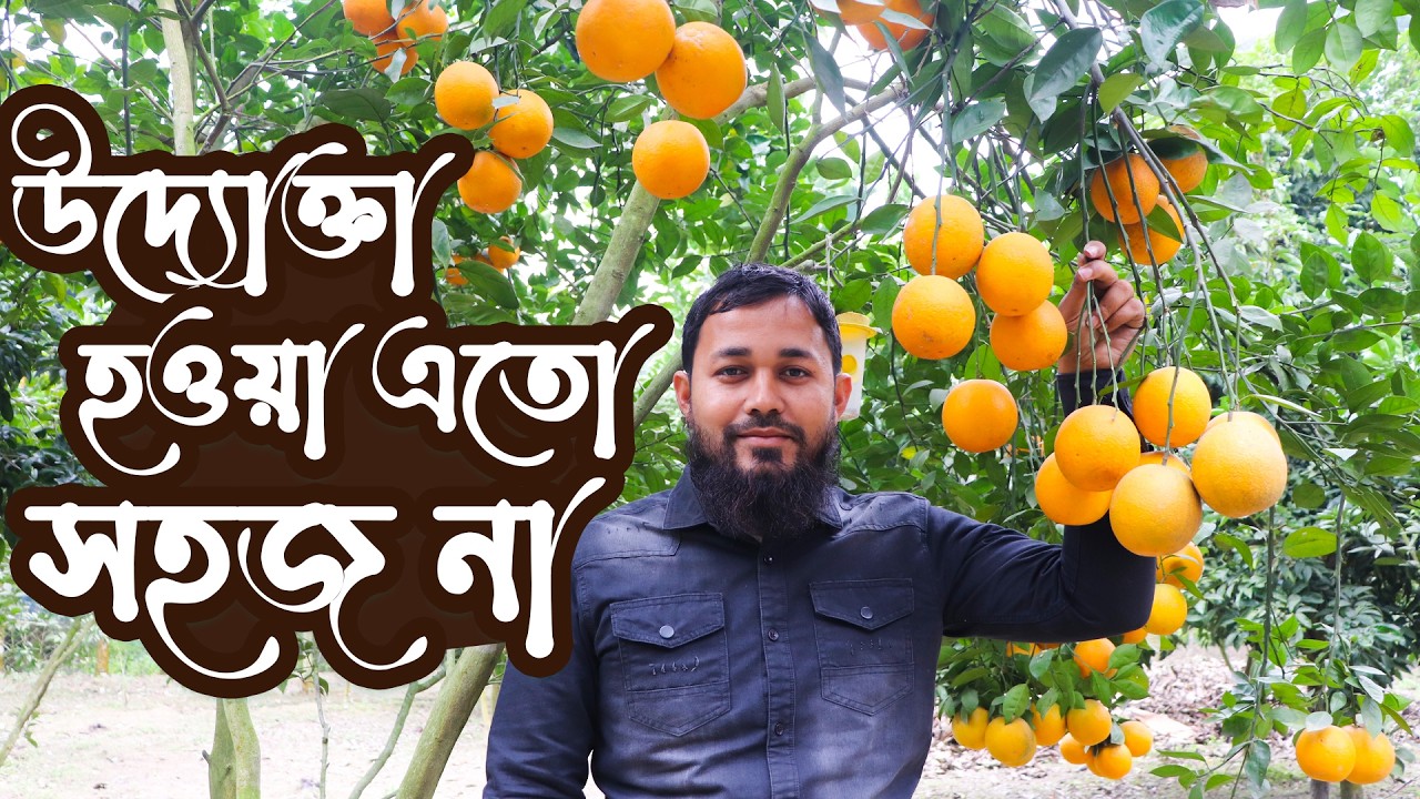 বাণিজ্যিকভাবে হলুদ মাল্টা চাষে নাঈমের বাজিমাৎ।  হলুদ মাল্টা চাষ পদ্ধতি | Yellow Malta chas