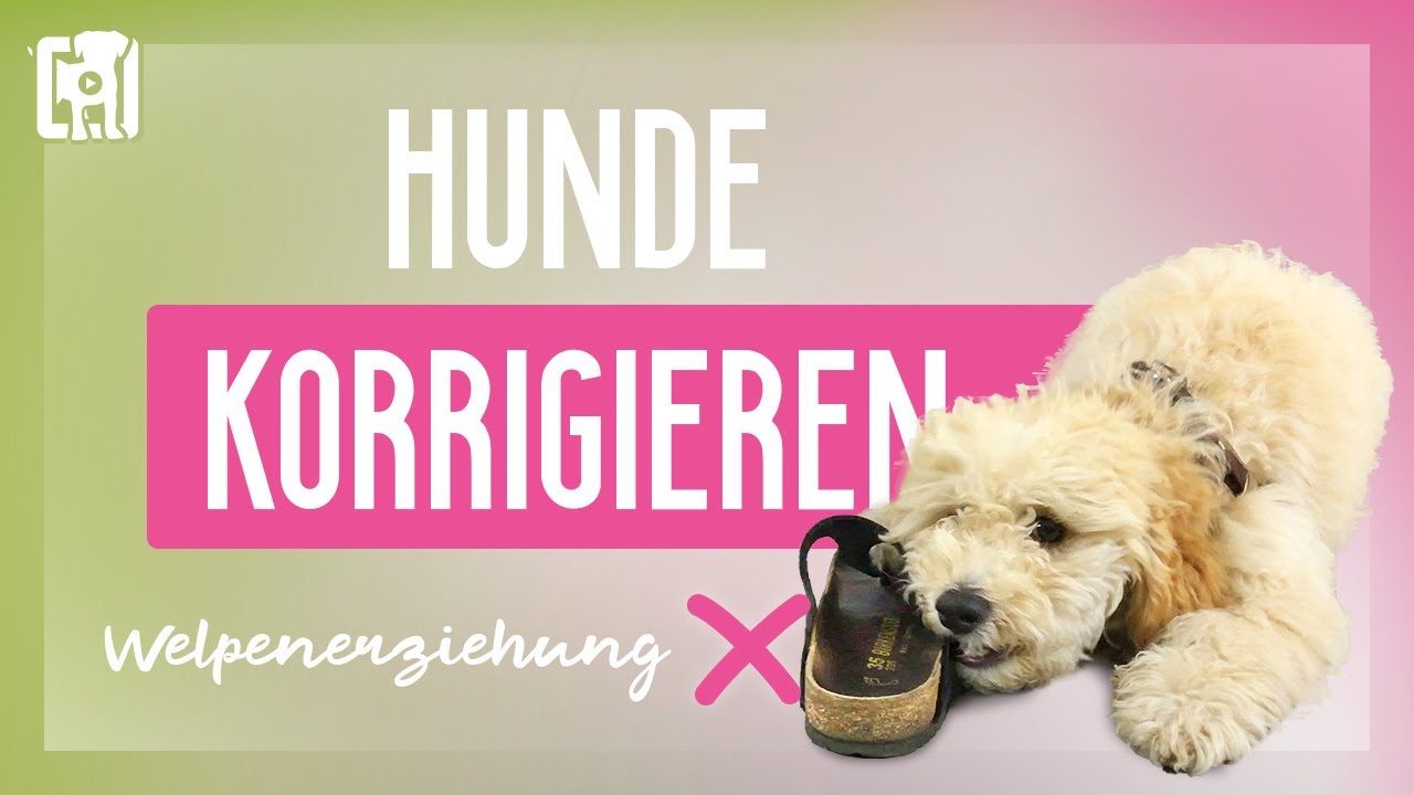 Hunde korrigieren - Fehlverhalten abgewöhnen, aber richtig!