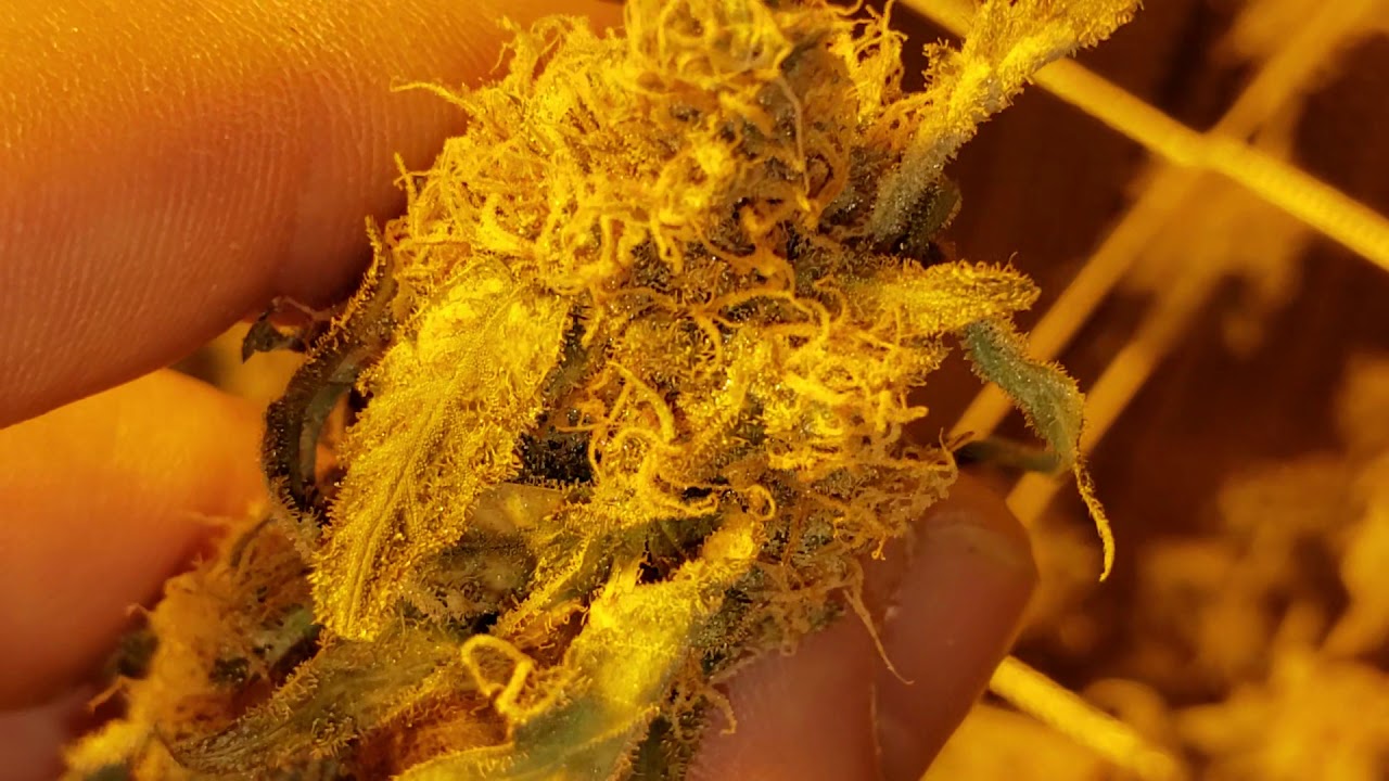 Flower day 44