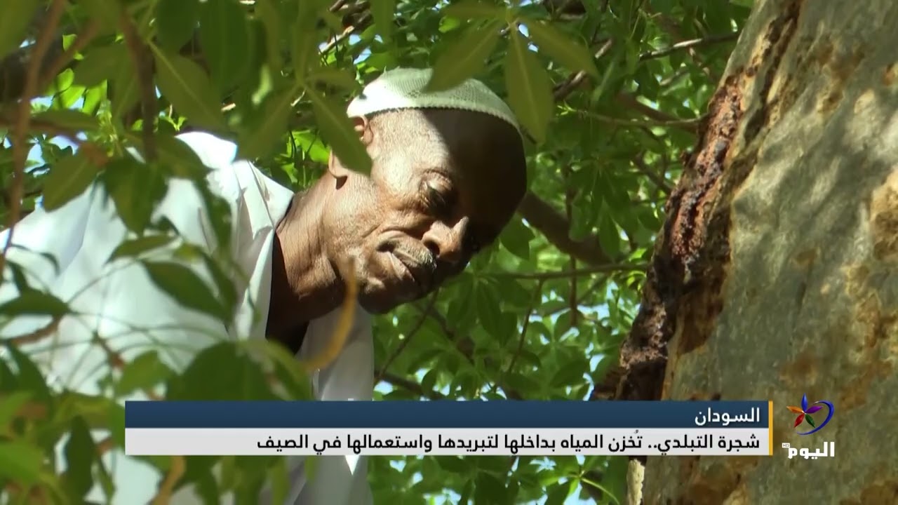 شجرة التبلدي.. تُخزن المياه بداخلها لتبريدها واستعمالها في الصيف