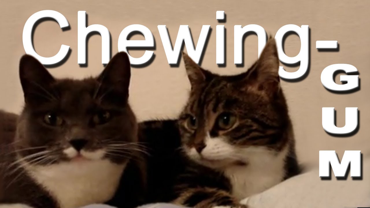 LE CHEWING-GUM - PAROLE DE CHAT