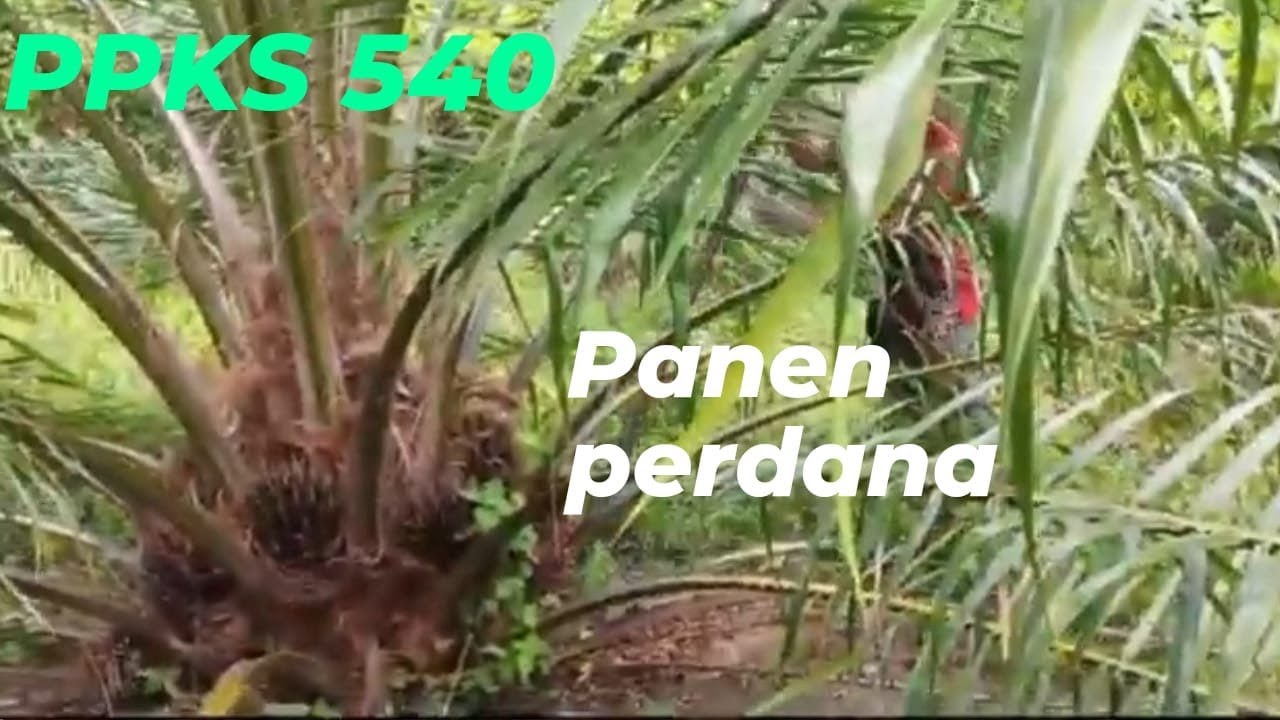 PPKS 540 Umur 32 bulan# Panen 16 September 2024