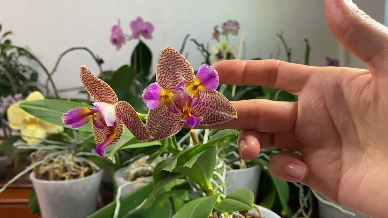 ЦВТЕНИЕ ОРХИДЕЙ 2025 №4 и НОВИНКИ в моей коллекции!!!