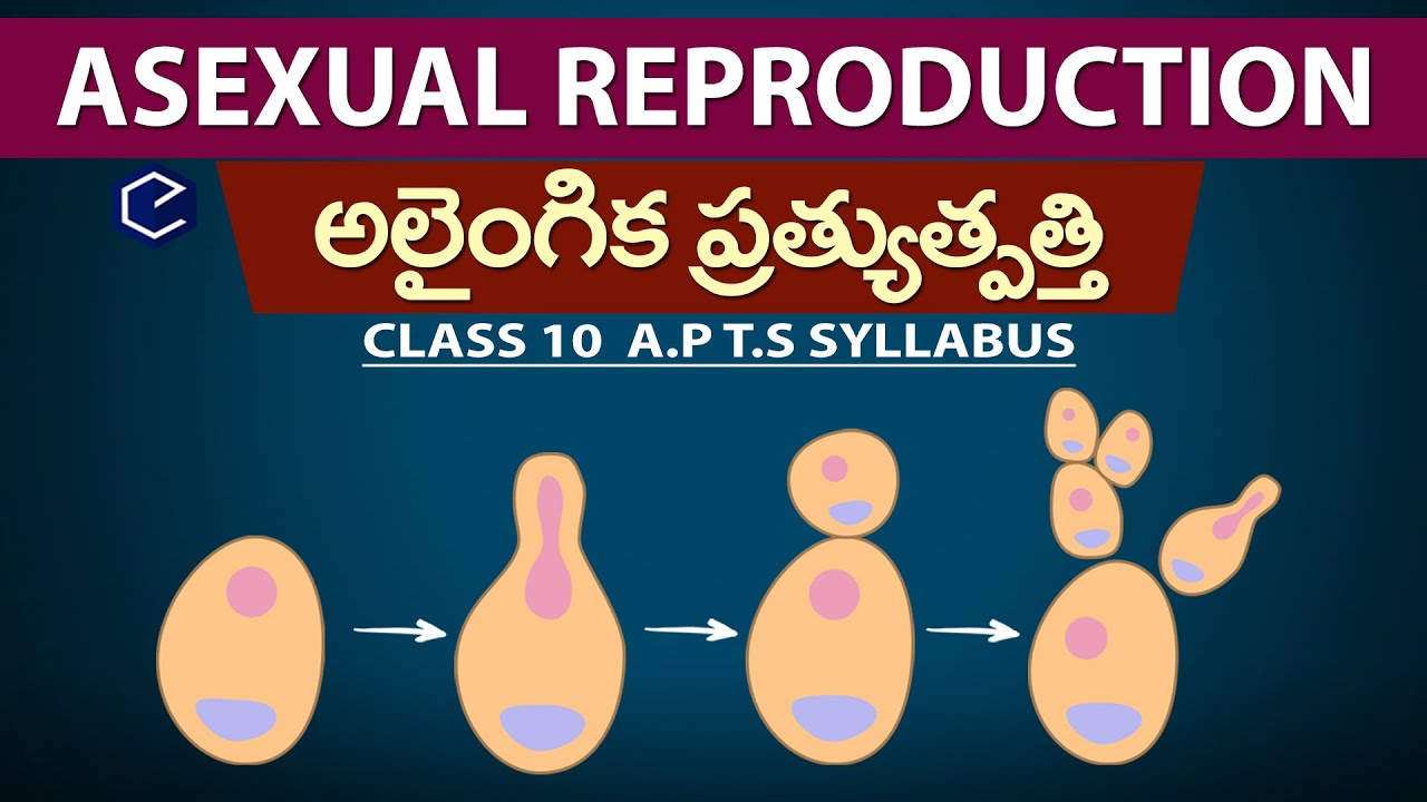 అలైంగిక ప్రత్యుత్త్పత్తి విధానం ASEXUAL mode of Reproduction in telugu |Eduscope 10th biology telugu