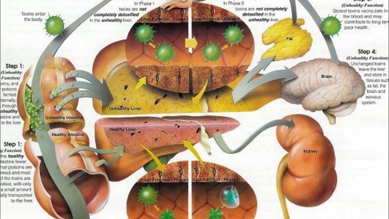 DETOX SYMPTOMS ON A PLANT-BASED NUTRITION