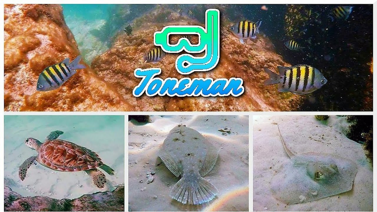 Destin Florida Snorkeling Paradise!!