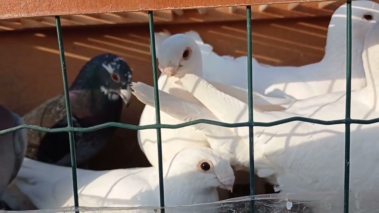 GIEŁDA GOŁĘBI W NASIELSKU 🕊️🕊️ PRZEGLĄD TARGU 👀 KILKA CIEKAWYCH GOŁĄBKÓW BYŁO 5.05.2024🐇🐓🦆👍🤚