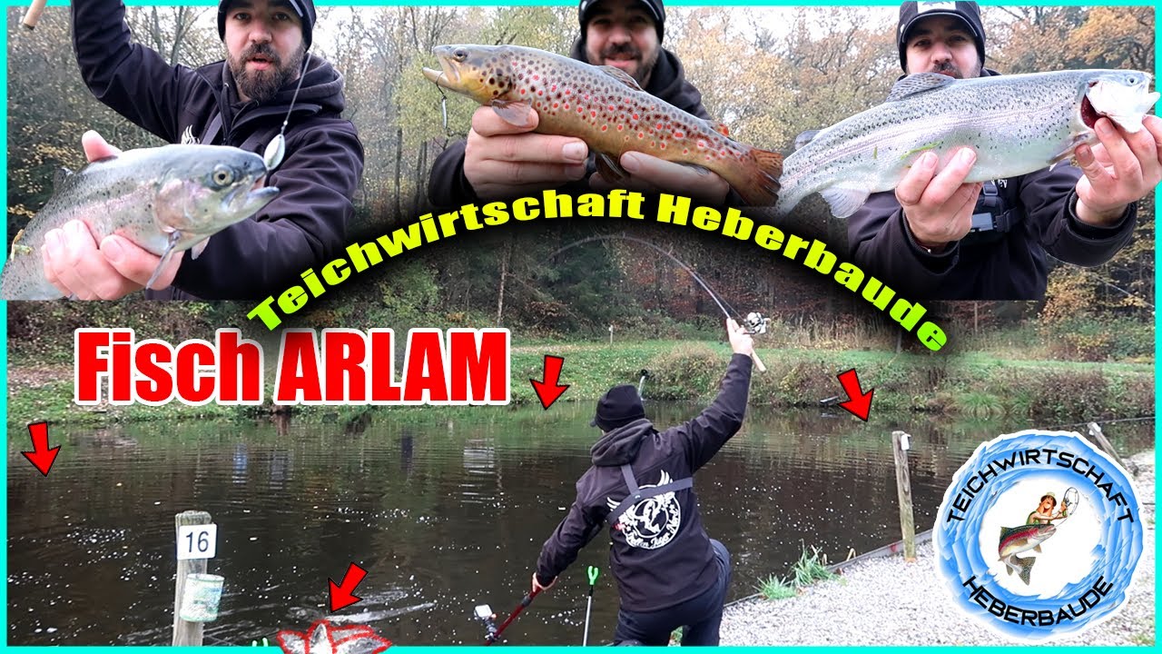 Fisch ARLAM in der Teichwirtschaft Heberbaude mit Nories Spoons und Berkley Powerbait geht es ab