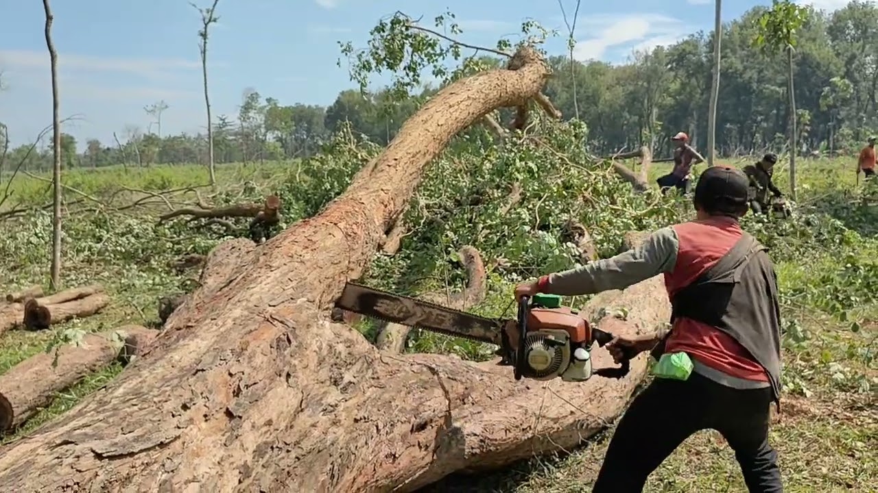 Viral,,,suara sonokeling  terbesar tumbang  bagaikan dentuman meriam,,,
