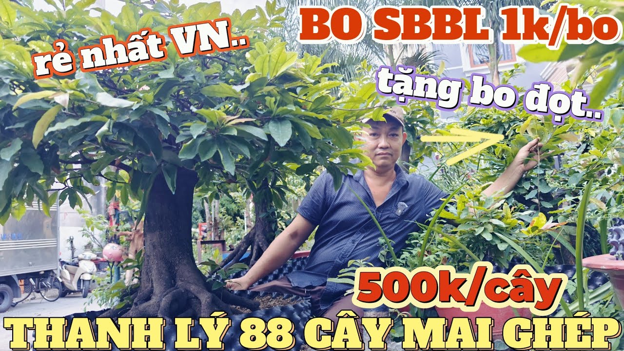 Rẻ nhất VN! Bị dân phố la A Thắng bán xả 1k/bo SBBL SBSG 88 cây mai ghép từ 500 tặng bo đọt bao ship