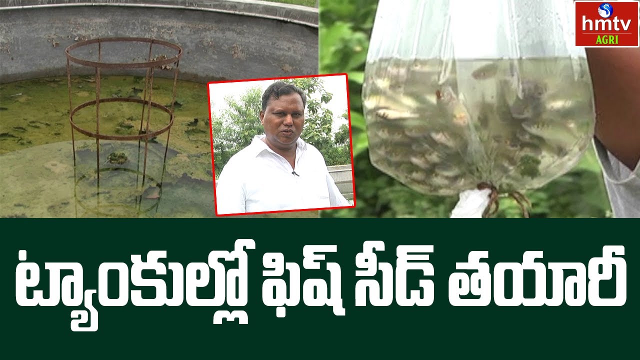 ట్యాంకుల్లో ఫిష్ సీడ్ తయారీ | Making Fish Seed in Tanks | Fisheries | hmtv Agri