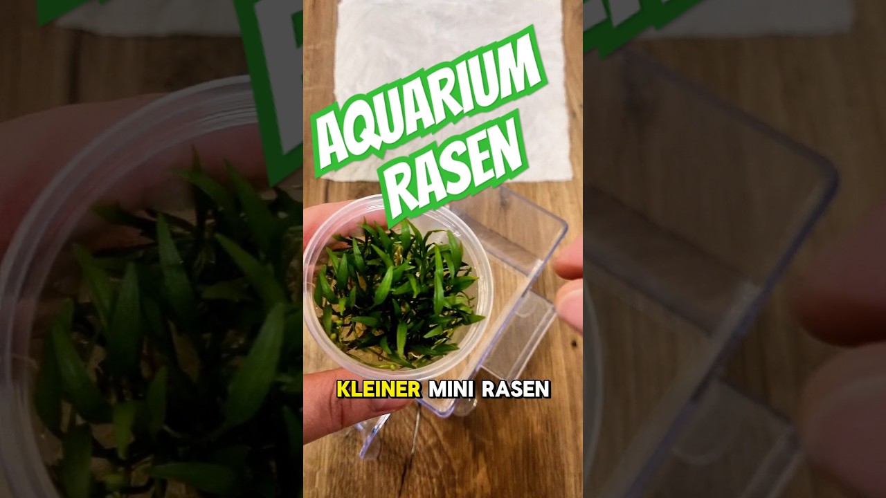 📦 Unboxing & Einpflanzen der Echinodorus tenellus 🌿 &ndash; Tipps willkommen! 👇 #Aquarium #Aquascaping