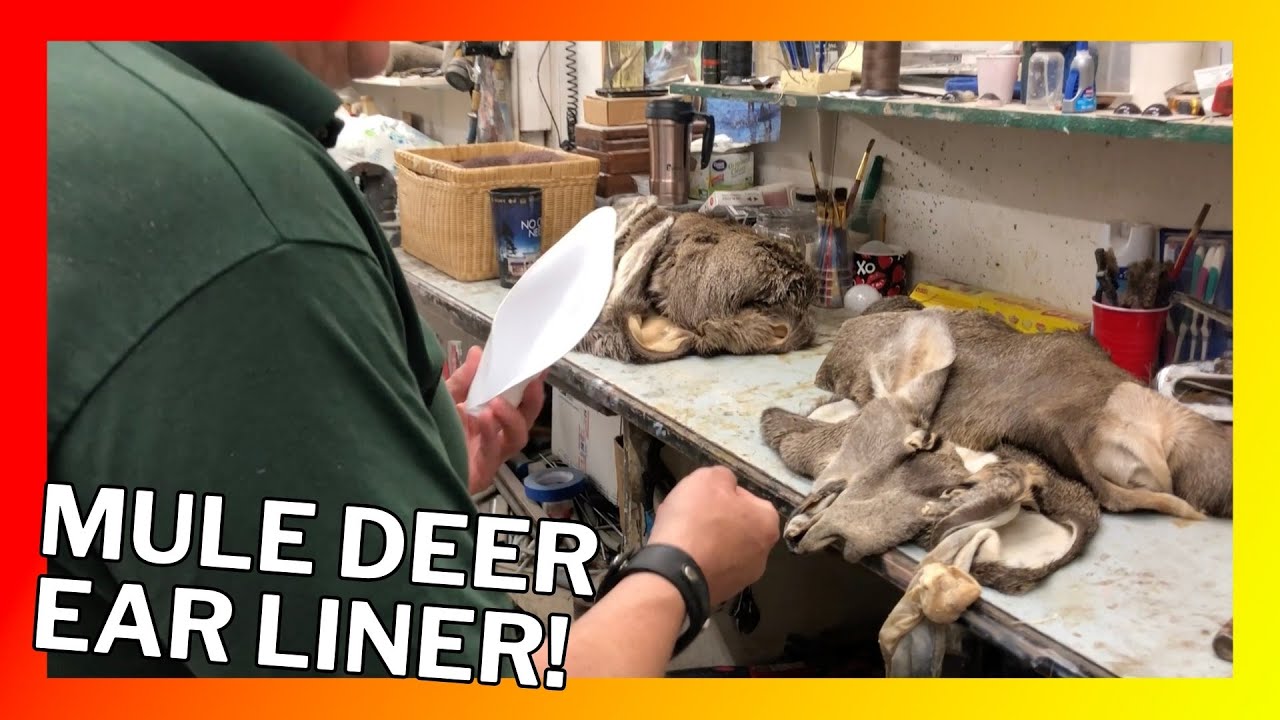 The Easy Way To Install Deer Ear Liners
