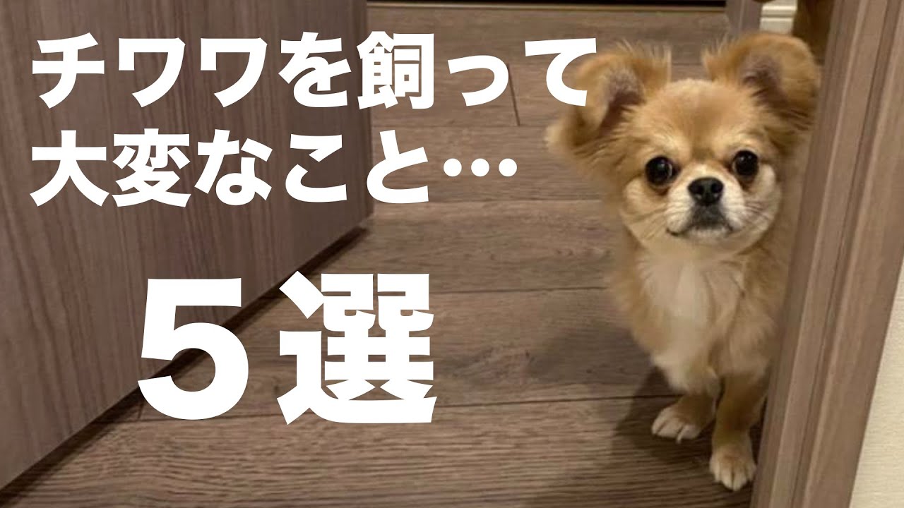 チワワを飼って思った大変なこと４選