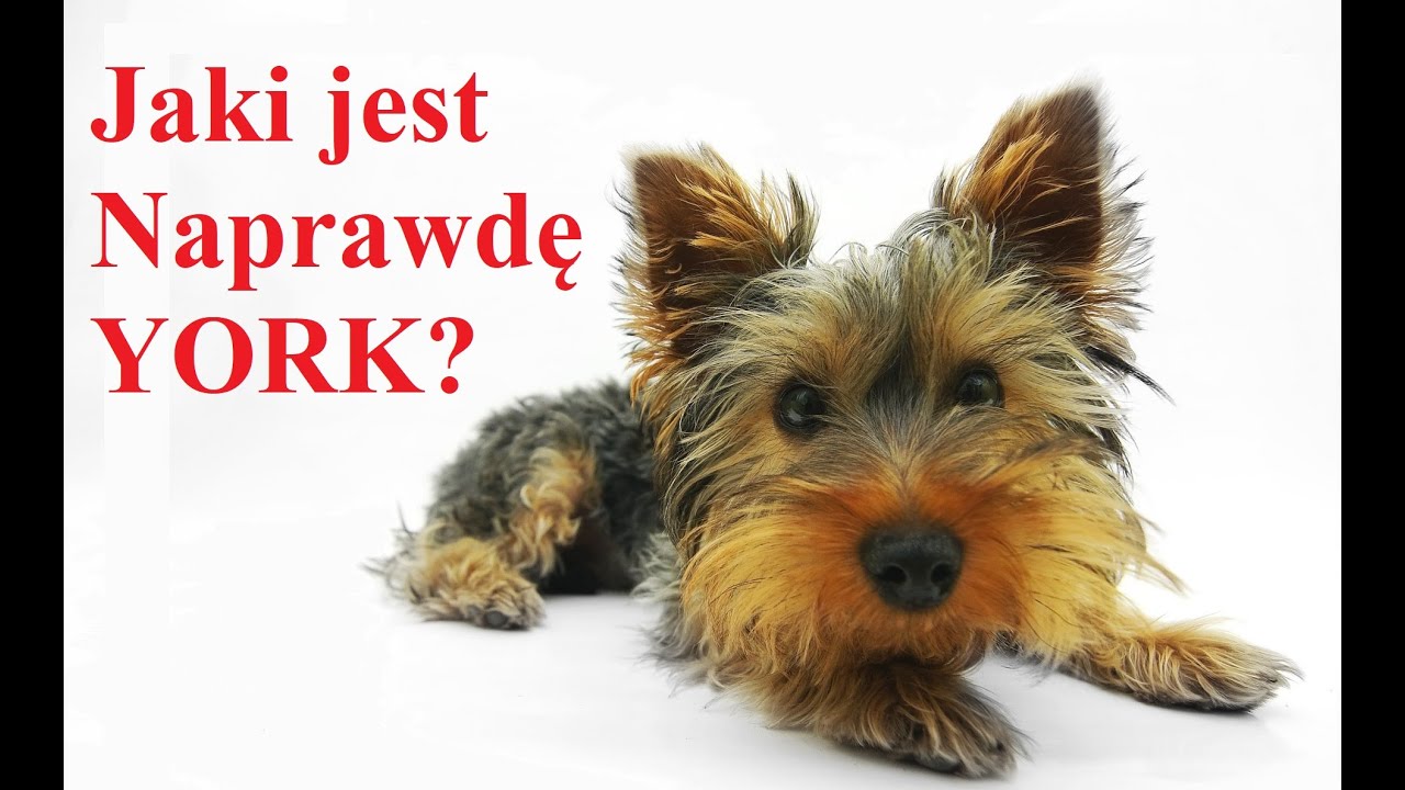 Jaki Naprawdę jest YORK