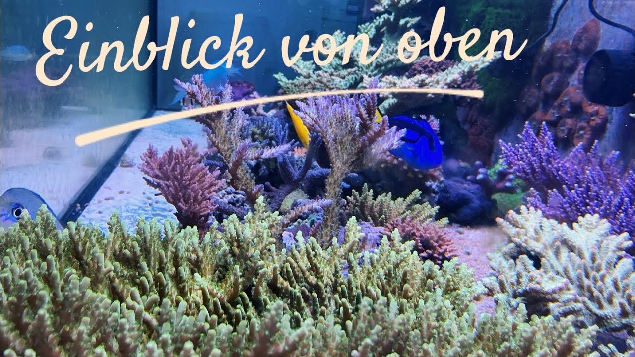 Blick von oben ins Meerwasseraquarium, Reeftank