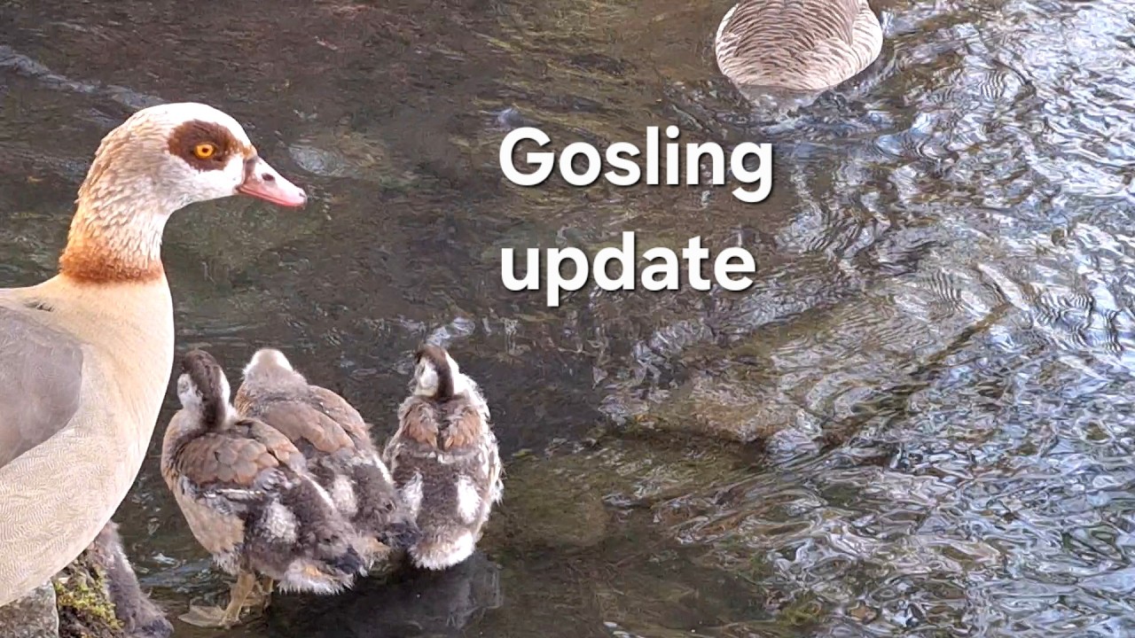 8 Egyptian Goose Goslings at 6 Weeks | Growing Fast & Splashing Around