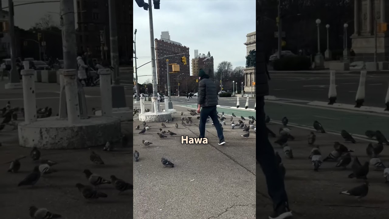 How do Pigeons affect your lungs ?