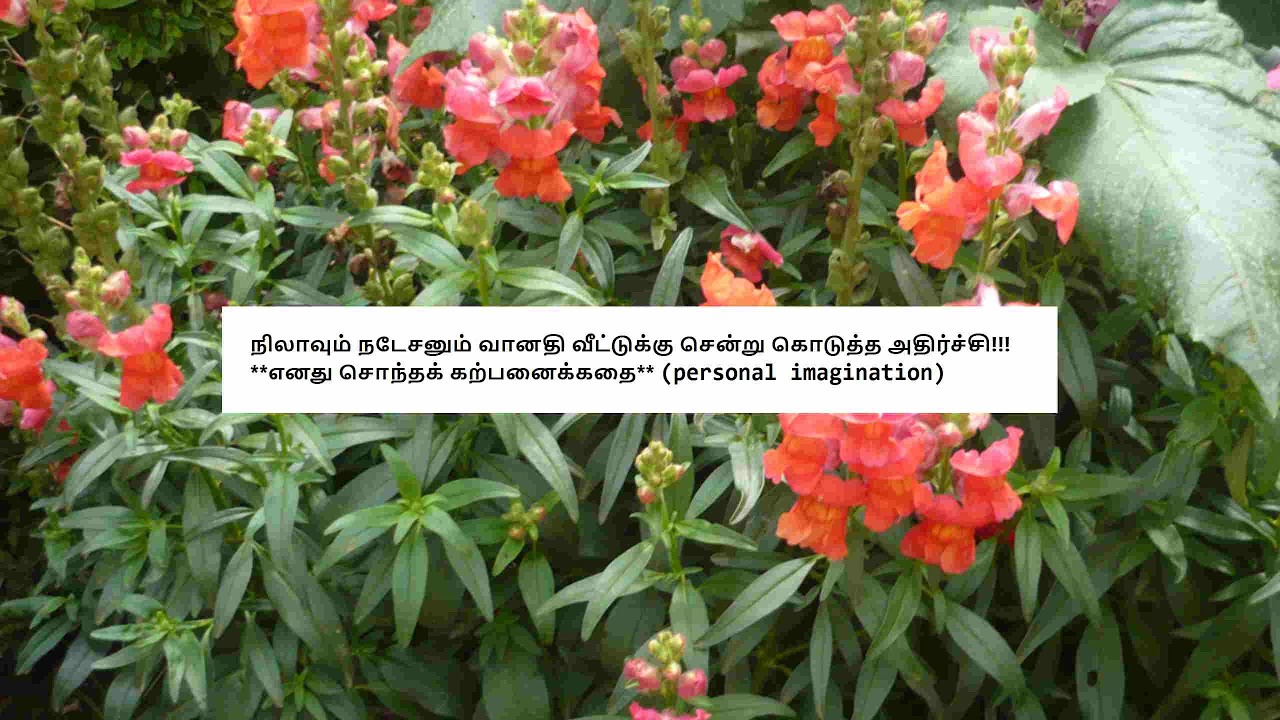 Ayyanar Thunai - Promo  2nd to 7th March 2026 Review Tamil #ayyanarthunaiepisodepromo Vijay TV