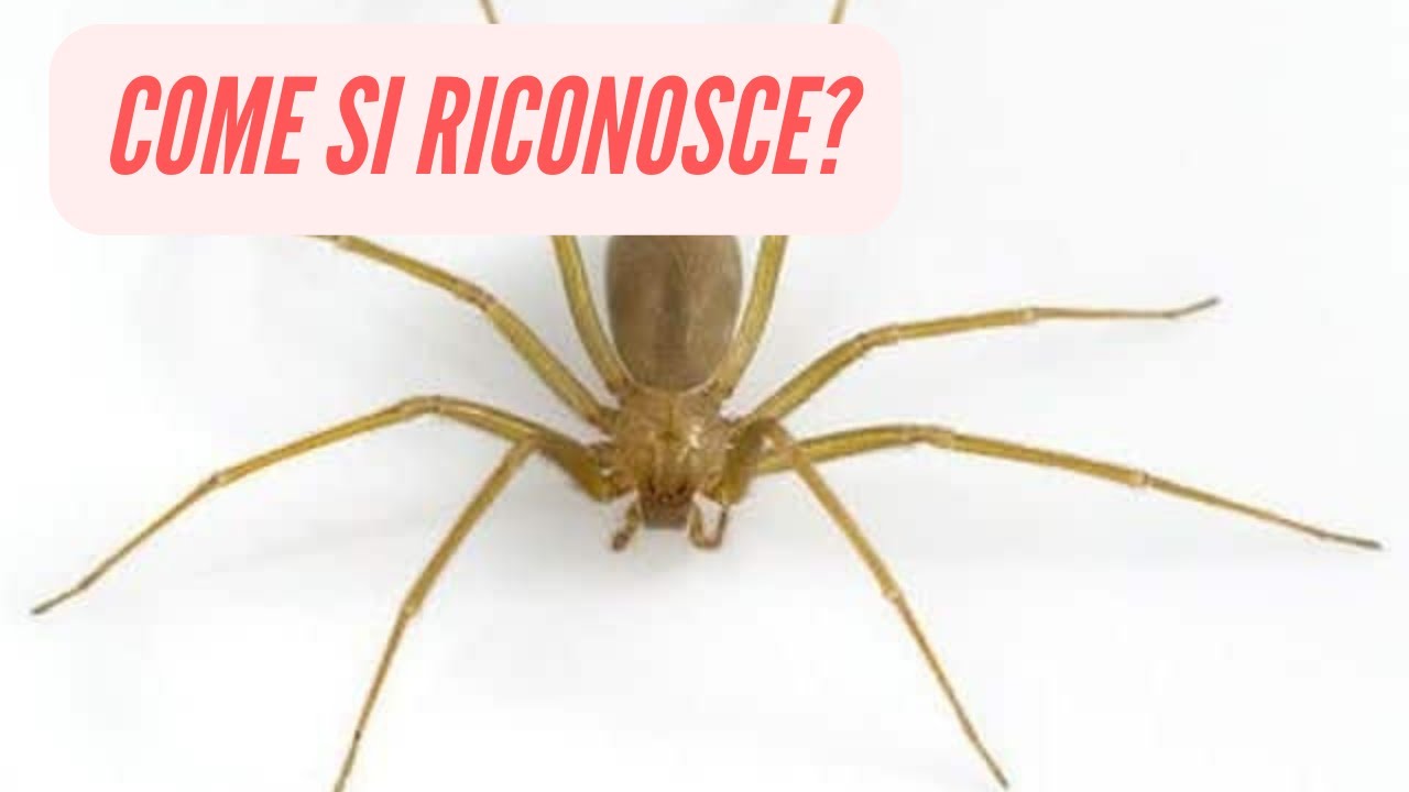 Come riconoscere il ragno violino