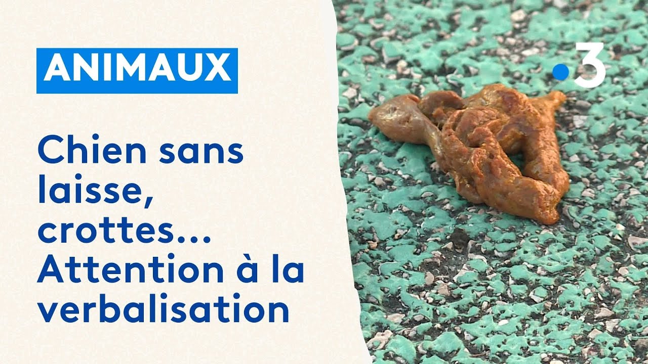Chien en laisse, crottes, opération civisme à Villeneuve-Loubet pour les propriétaires de chiens