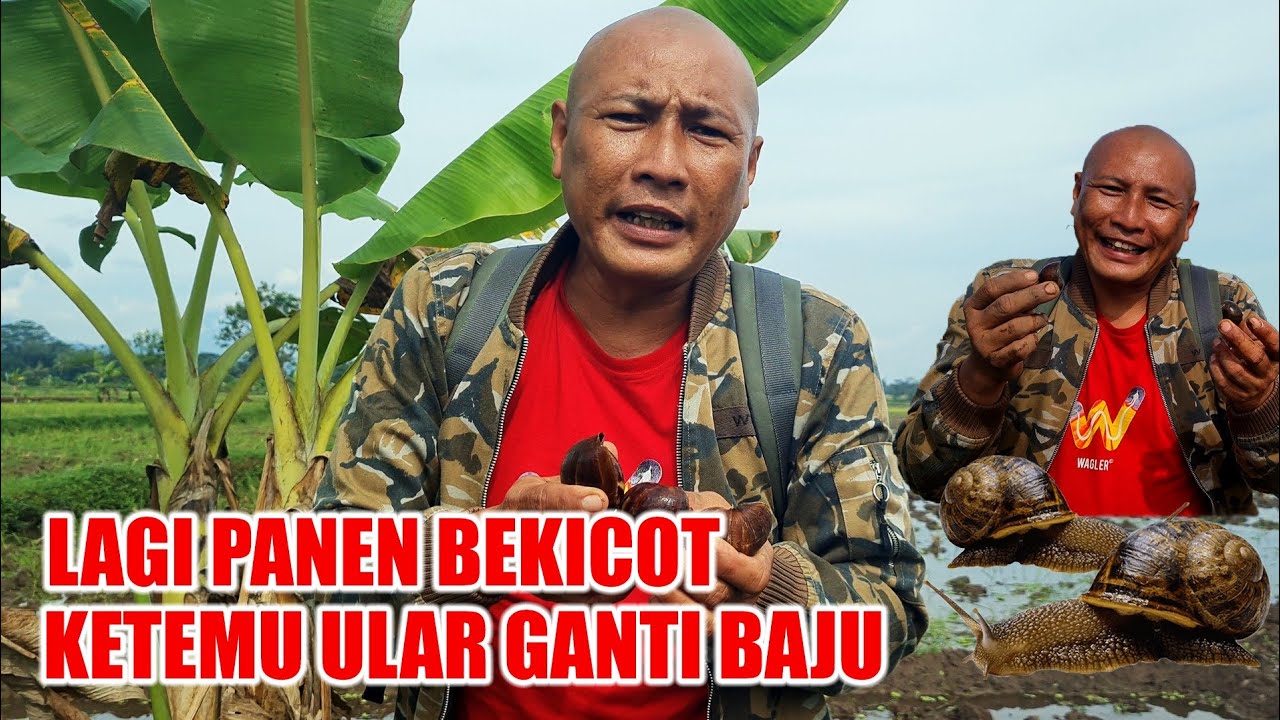 Seru !!! Cari Lauk malah panen ULO