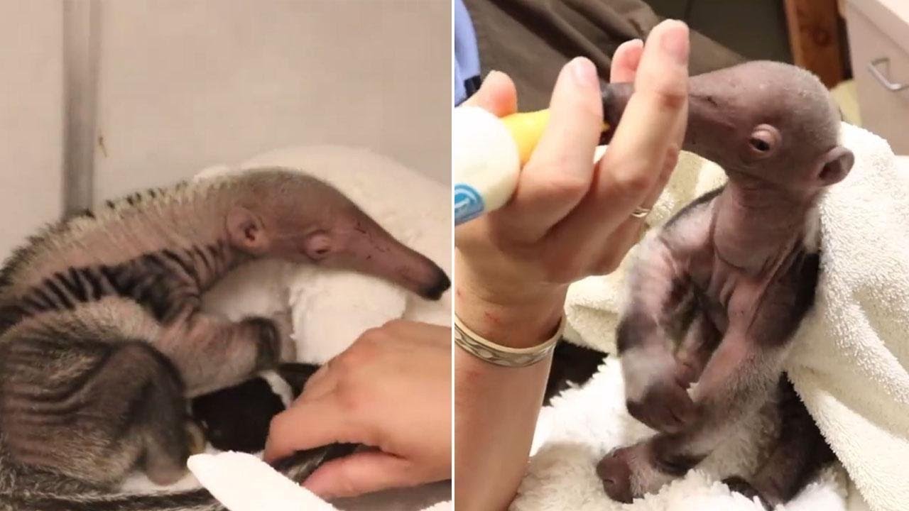Rare Twin Baby Anteaters Anxiously Await the Moment They Can Be Reunited
