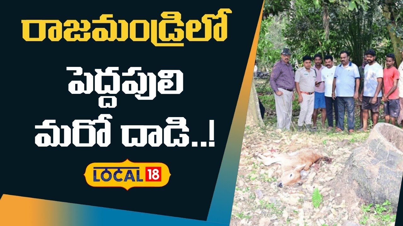 Tiger Attacks Continue In Andhra Pradesh | రాజమండ్రిలో పెద్దపులి మరో దాడి..! | #local18v