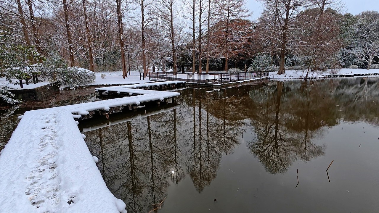 4K 雪が降ったあとの水元公園を散策　Walking through the snowy landscape of Mizumoto Park