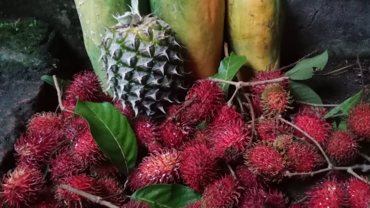 Kalow suasana di kampung alhamdulilah panen lagih buah