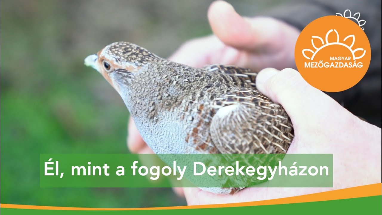 Hogy el ne tűnj&ouml;n v&eacute;gleg haz&aacute;nkb&oacute;l a fogoly... | MMG