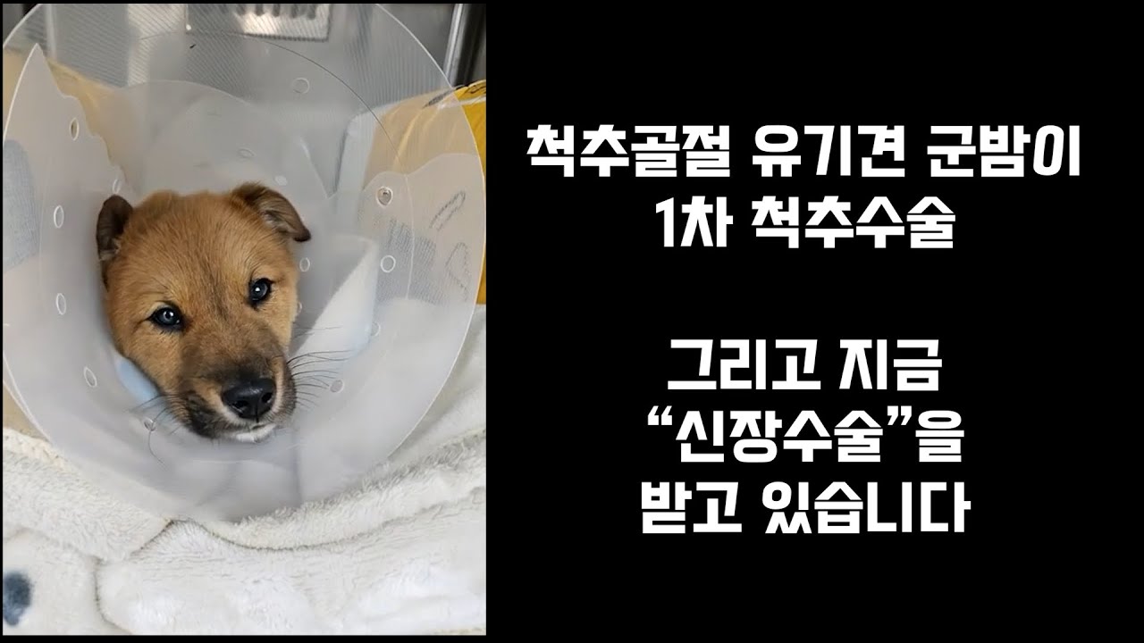군밤이 