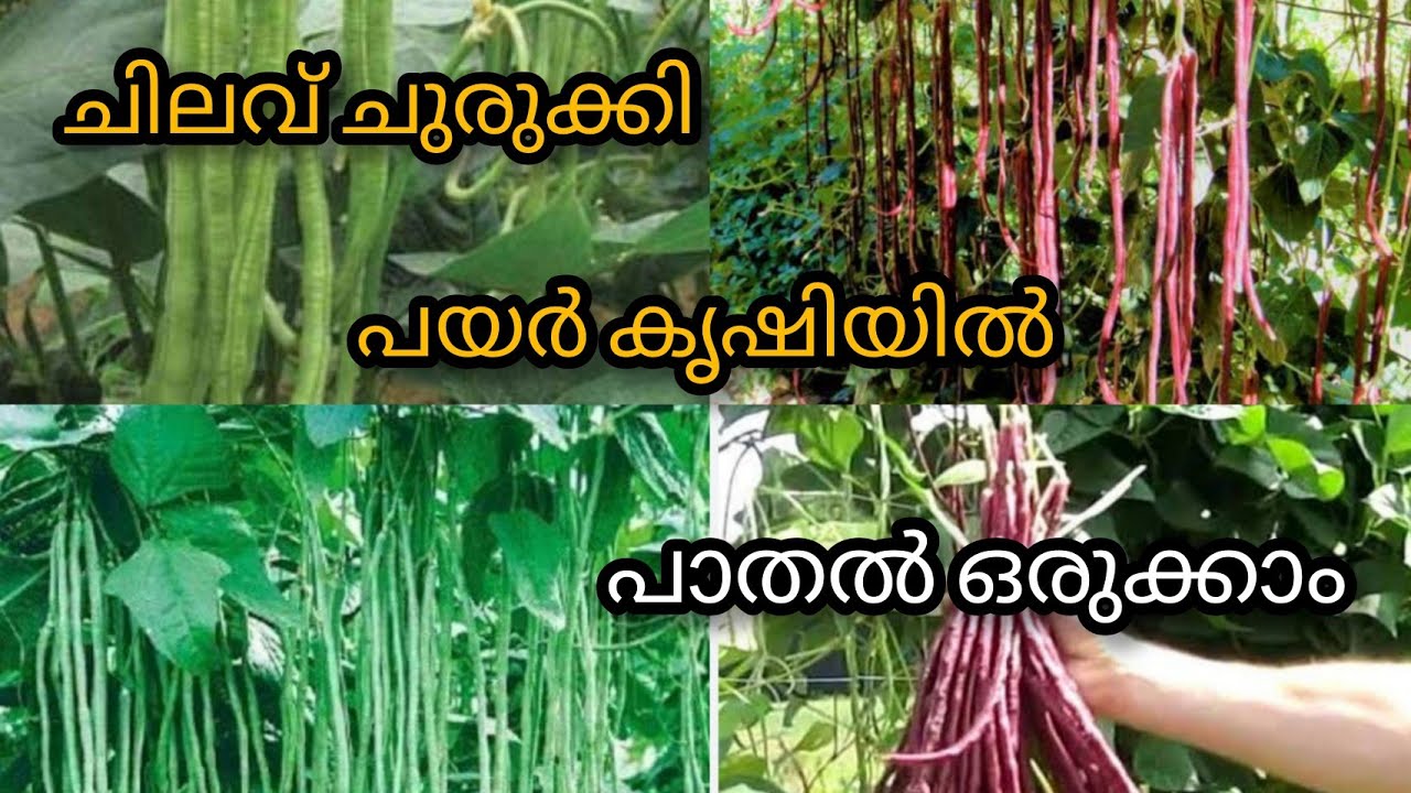 ചിലവ് ചുരുങ്ങി പയർ കൃഷിയിൽ പന്തൽ എങ്ങനെ ഒരുക്കാം ഈ രീതിയിൽ ഒന്ന് ചെയ്തു നോക്കൂ #fasaluanakkra #vlog