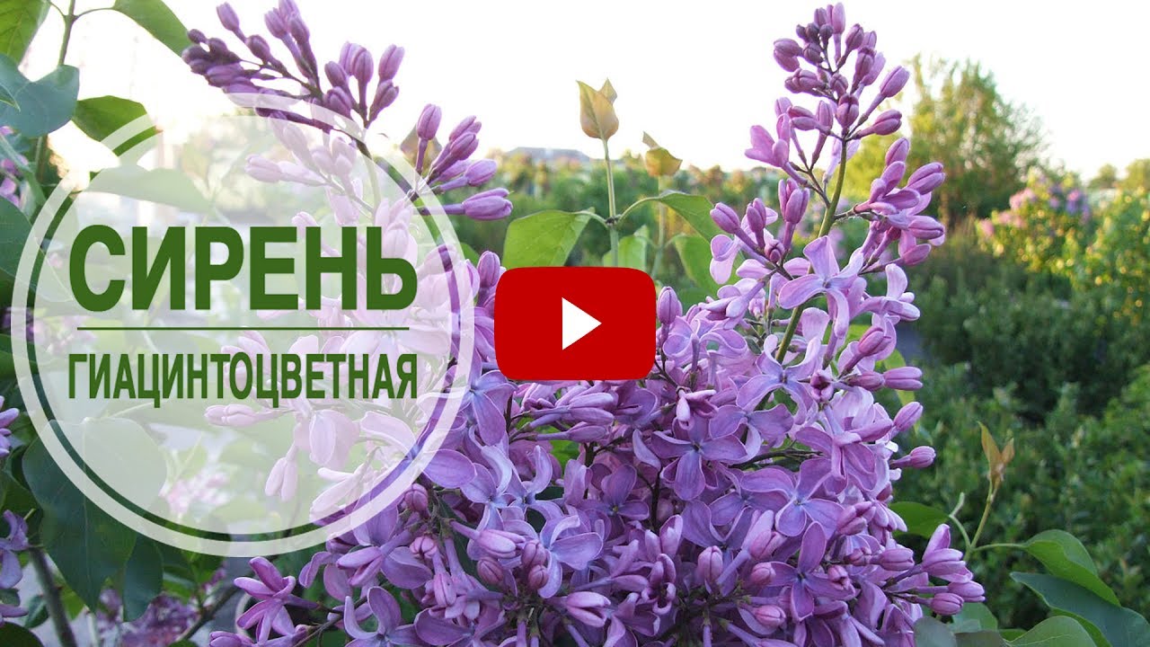 Сирень гиацинтоцветная 🌺 Как выбрать хороший саженец? ➡ Полезные советы hitsadTV