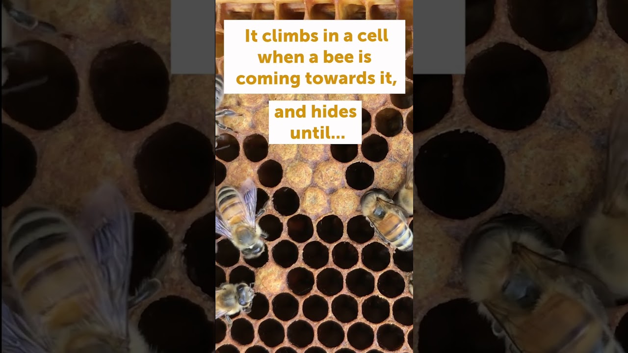 Watch this sneaky wax moth crawl in and out of cells in a beehive!  #beekeeping