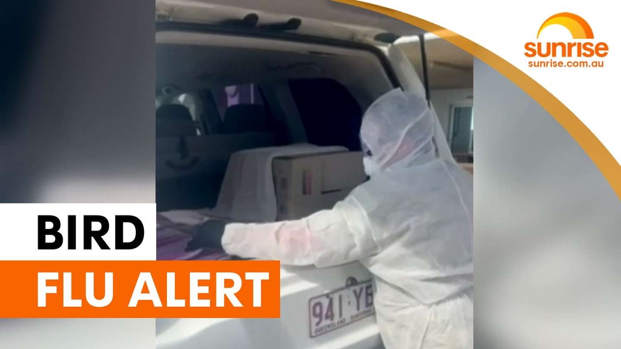 Queensland on alert for first bird flu case, results expected within two weeks | Sunrise