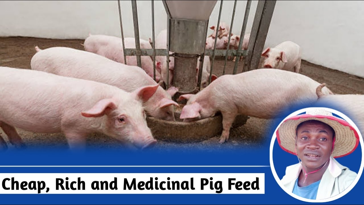 Cheap, Rich and Medicinal Pig Feed Formula || pig farming in Nigeria