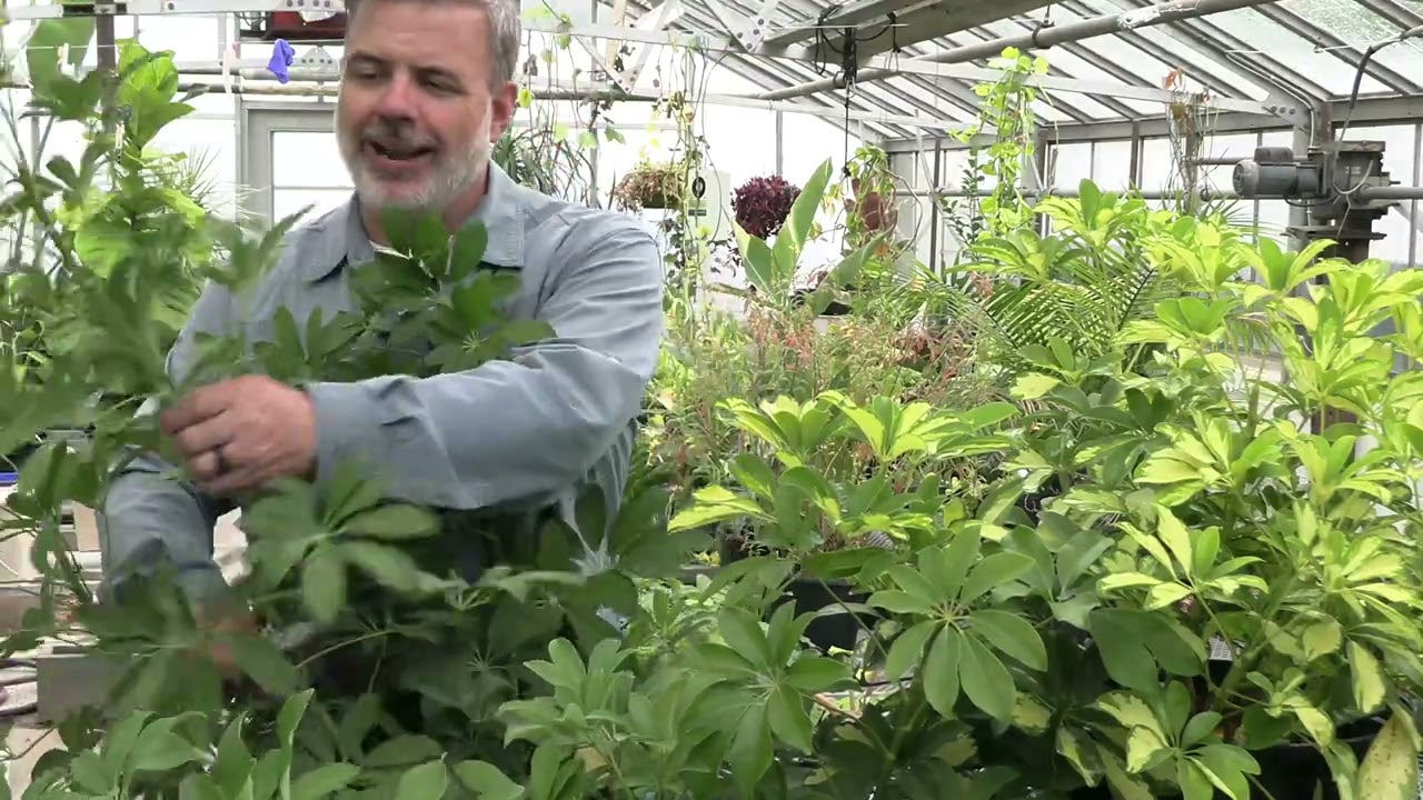 Шеффлера (Schefflera arboricola) – Идентификация растения и уход