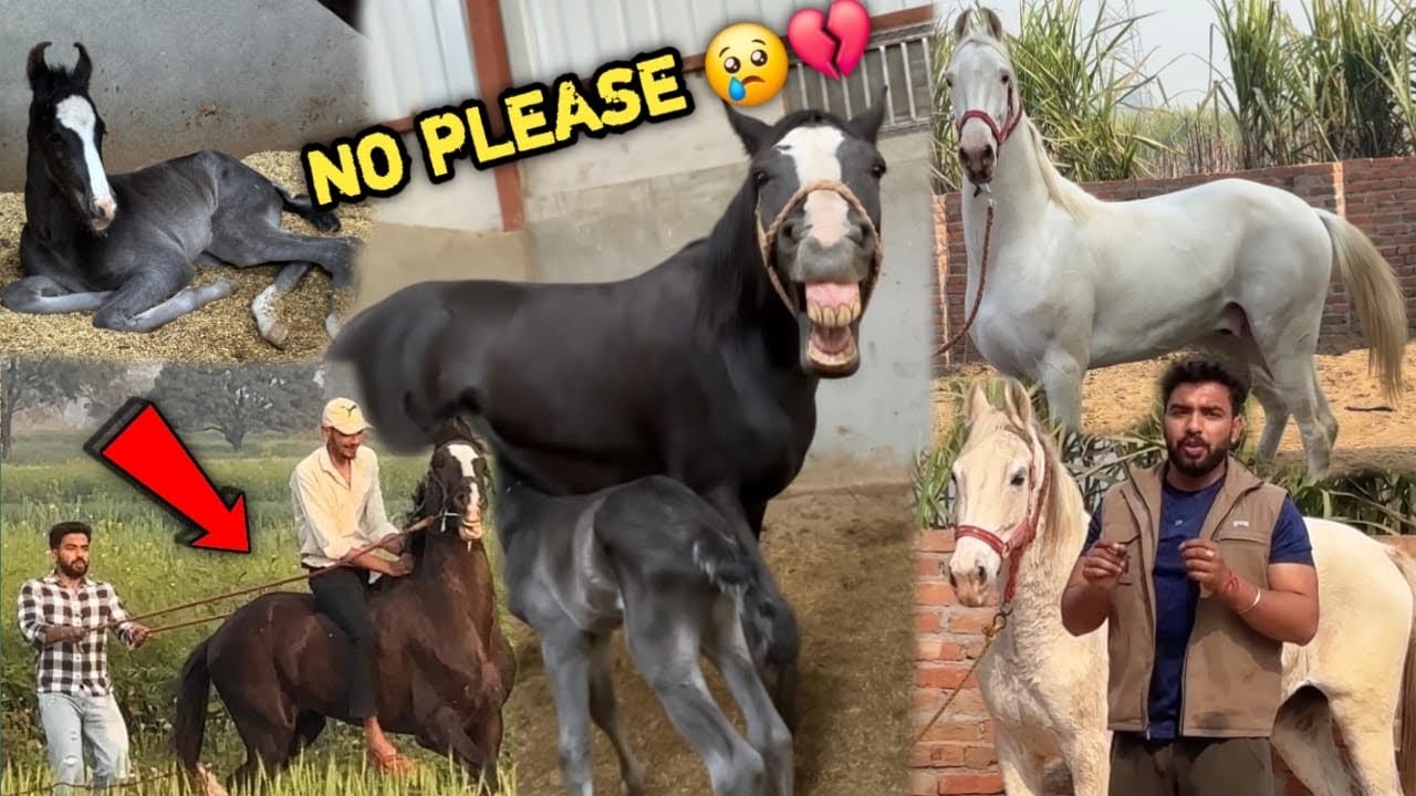 This Horse Will k!ll me 😨Ye Kundan Bacchi K baad Sherni 🦁 Kaise Ban Gyi 😭Beautiful Filly🥺