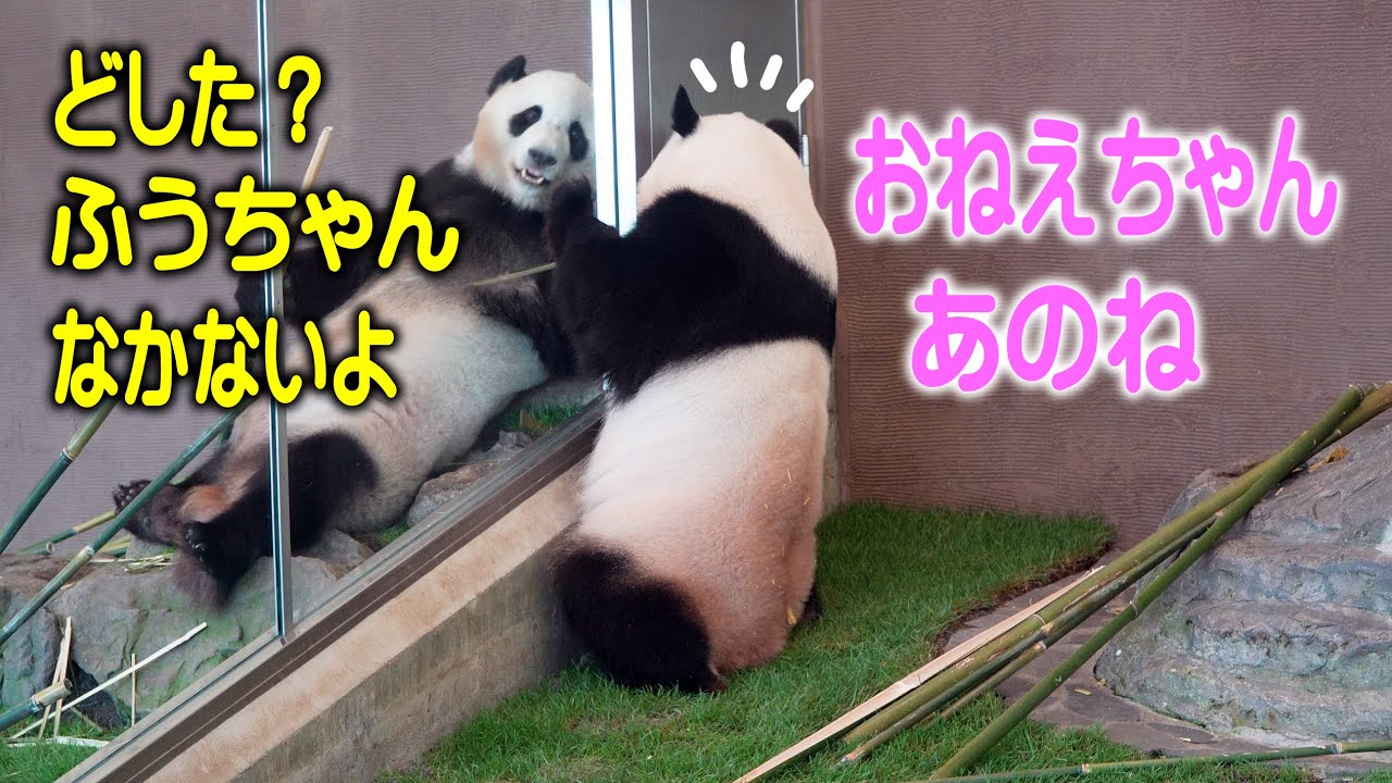 【楓浜鳴きながら言い上げる】子パンダ楓浜 結浜が私じゃないの？呆れ顔 竹なくなり結ネエに鳴いて訴える