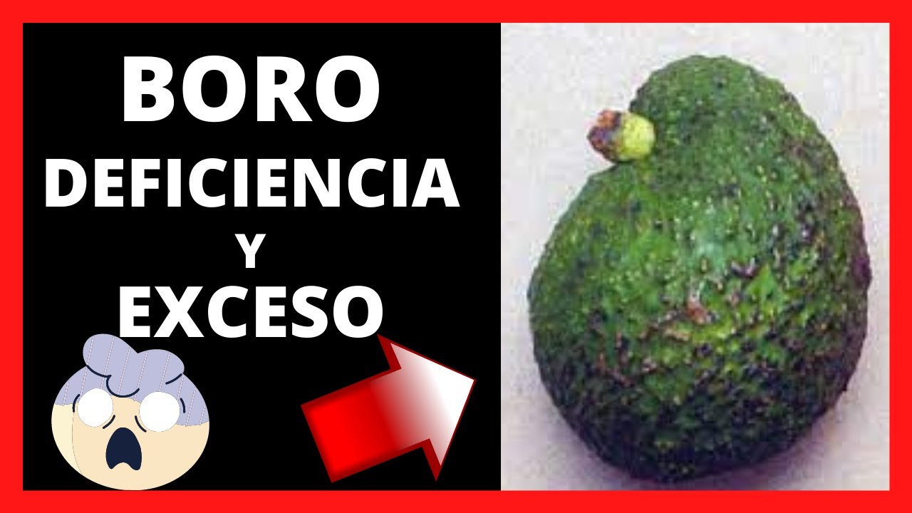 😲 DEFICIENCIA y EXCESO De BORO En AGUACATE Hass 🥑