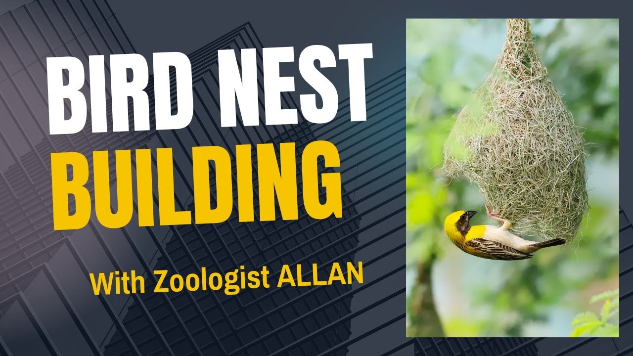 Science (Biology): Bird Nest Building