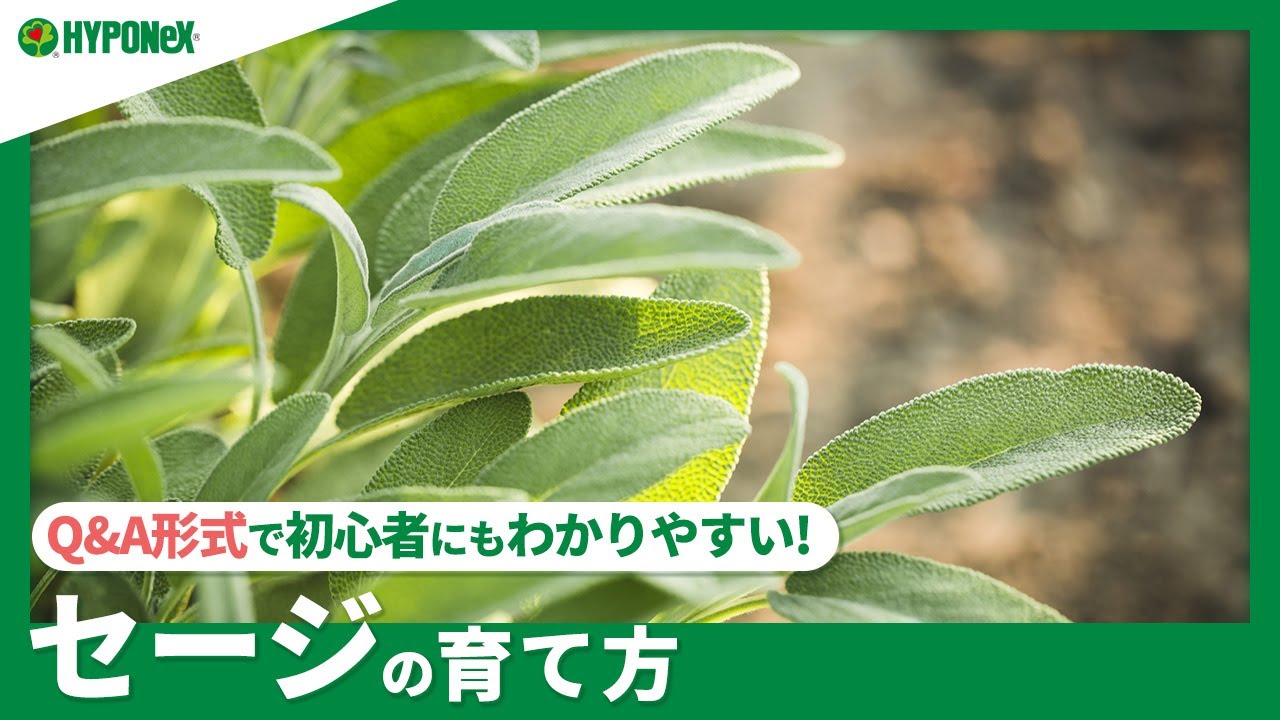 ☘249：【Q&A】セージの育て方｜健康に育てるコツや収穫方法は？水やりや肥料など、日々の管理もご紹介