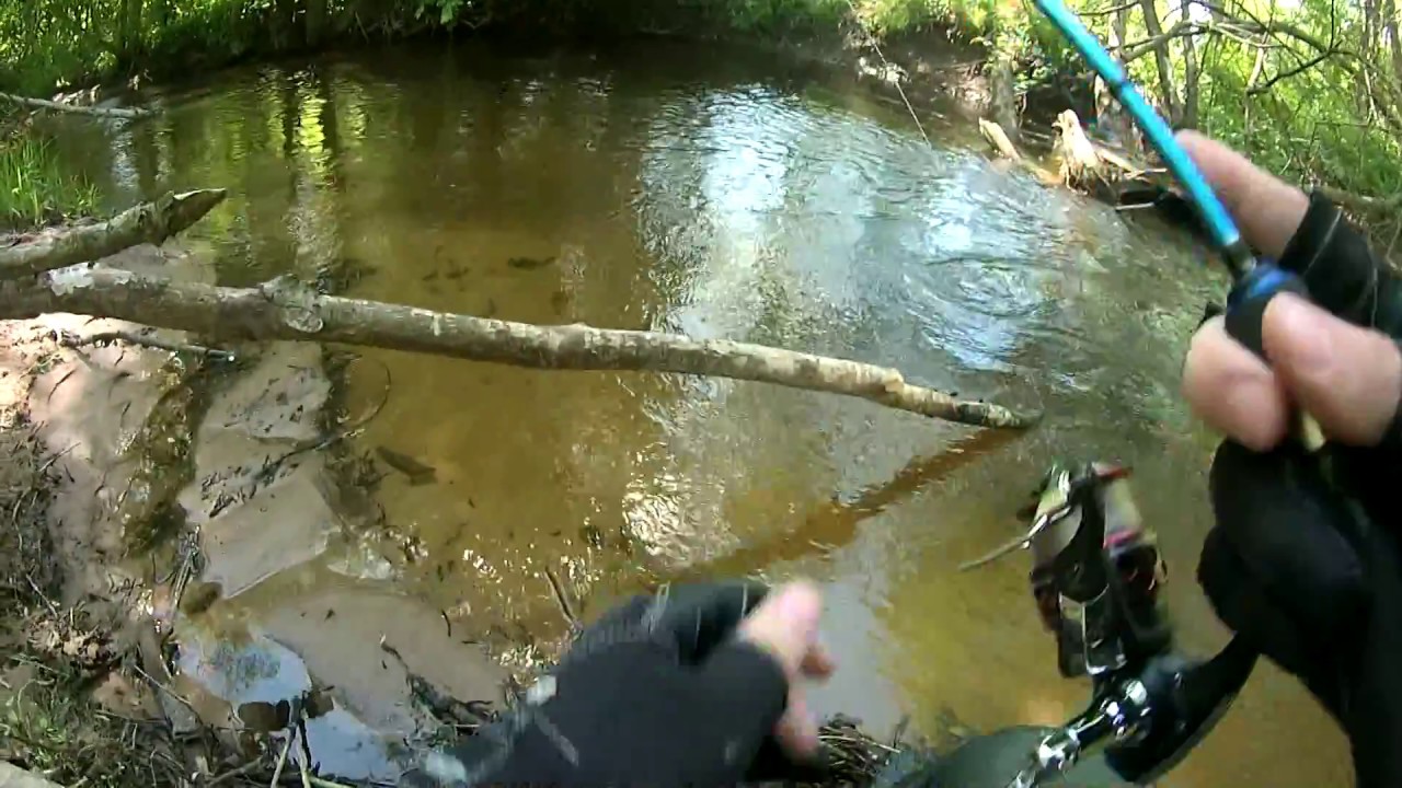 Dydžiųjų upėtakių pasirodymas