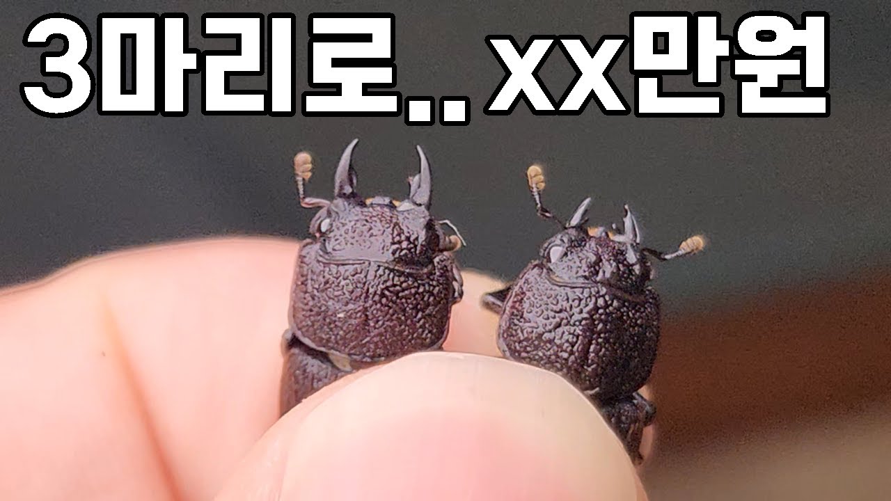 8개월동안 사슴벌레 번식하면 얼마를 벌 수 있을까요?? 대박입니다!!ㄷㄷ