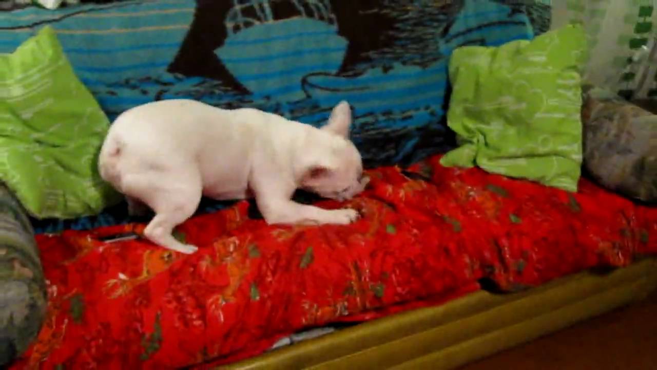 French Bull Music Video