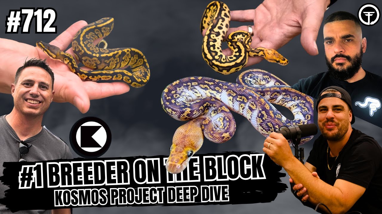Update On The Kosmos Ball Python Gene & What Breeders Are REALLY Saying