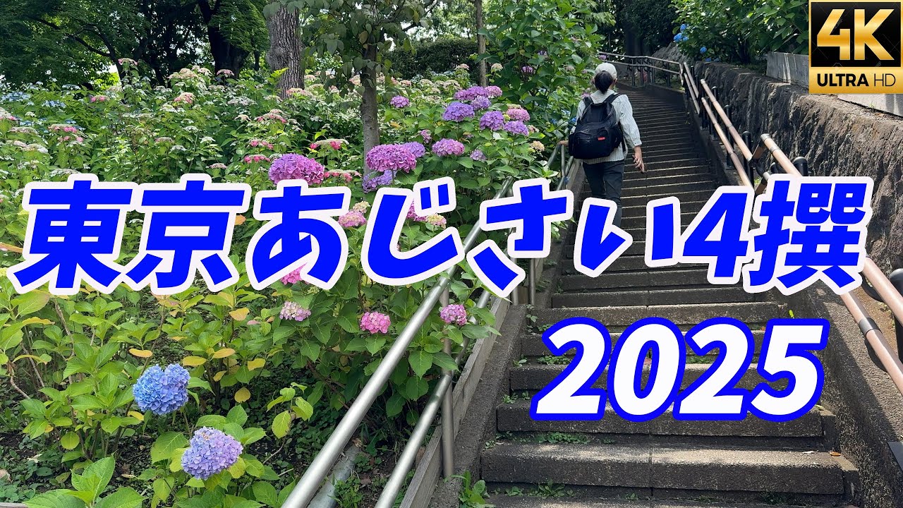2025年【東京あじさい４撰】高幡不動尊 井の頭線沿線 小平あじさい公園 多摩川台公園 🚃電車で行ける！東京西部の駅近のあじさい名所 梅雨の東京を彩る紫陽花旅！
